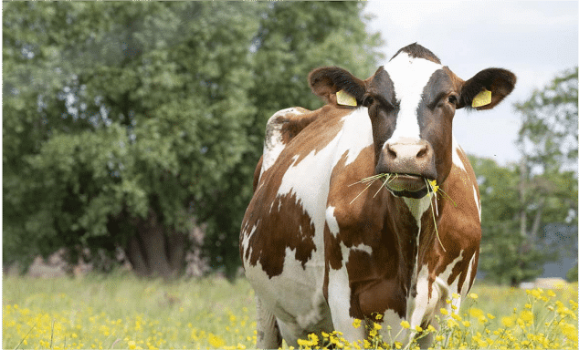 vache-pre